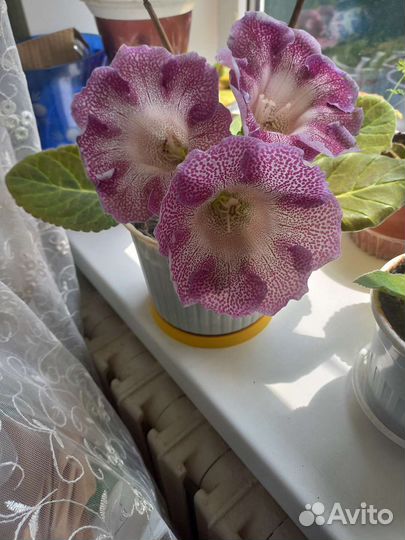 Глоксиния, Фиалки, Алоэ