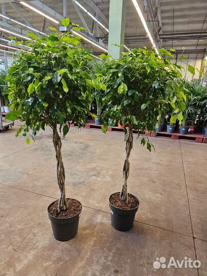 Фикус Бенджамина Экзотика ствол переплетенный