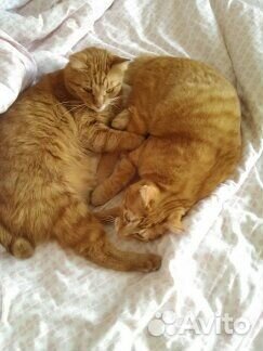 Продам усы кота