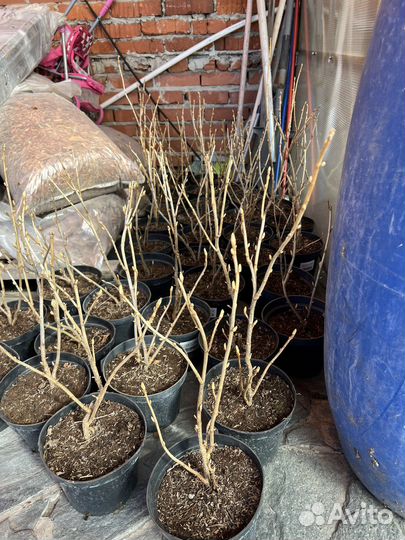 Смородина Селеченская -2