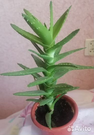 Комнатные растения, алоэ вера