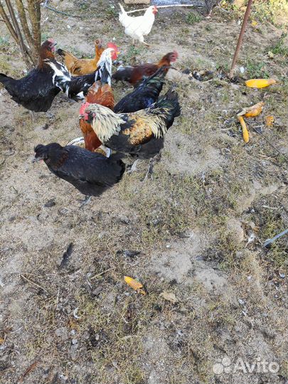 Молодые петухи