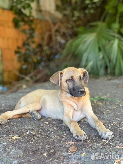 Щенок в добрые руки бесплатно