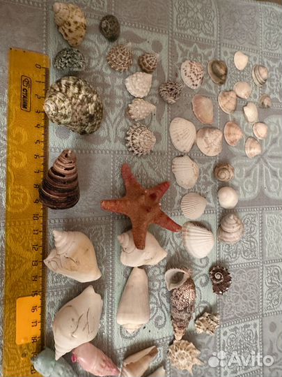 Ракушки морские средние и мелкие