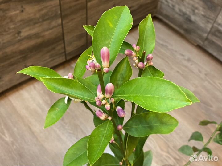 Лимон мейера