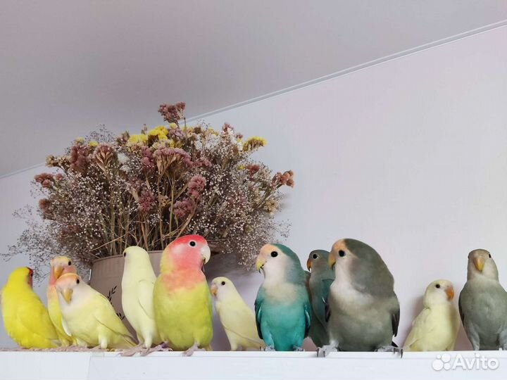 Птенцы попугая неразлучника домашнего выводка