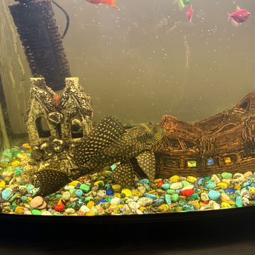 Сомик для аквариума