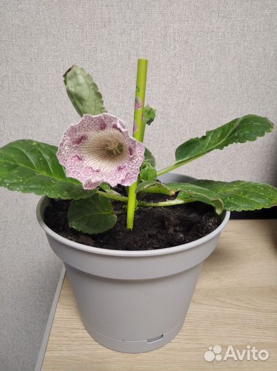 Цветущая глоксиния