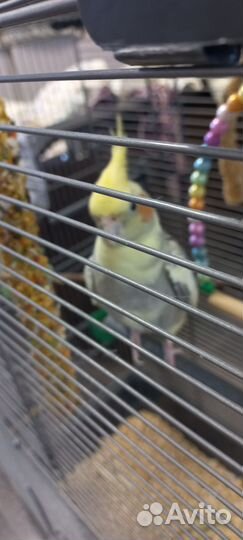 Попугай корелла с клеткой