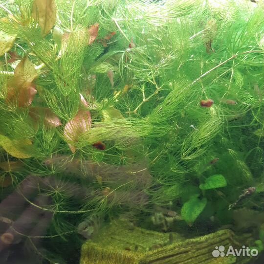 Аквариумные растения