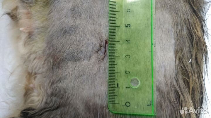 Ветеринарный врач / Выезд на дом