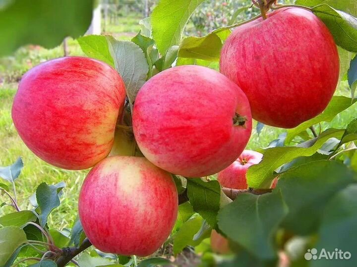 Саженцы плодовых деревьев