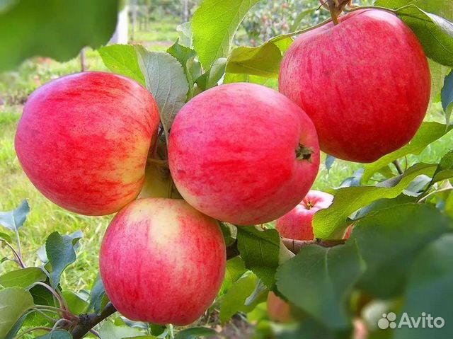 Саженцы плодовых деревьев