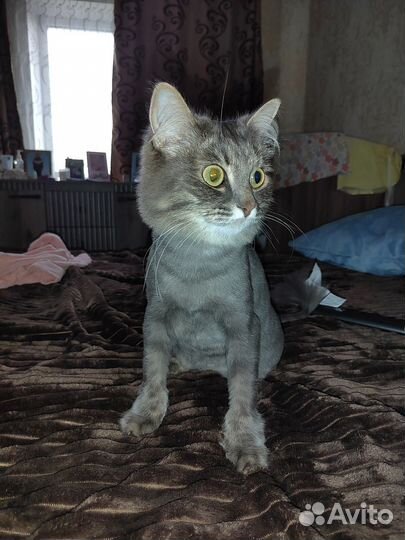 Кошка в дар бесплатно