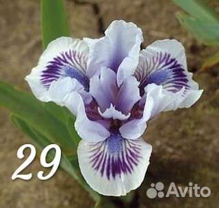 Ирисы карликовые