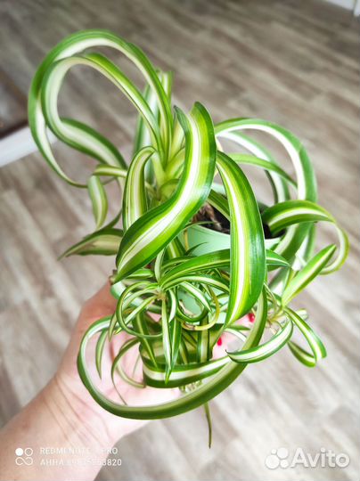 Хлорофитум Бони кудрявый комнатные цветы