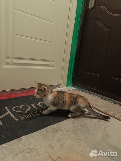 Котенок в дар