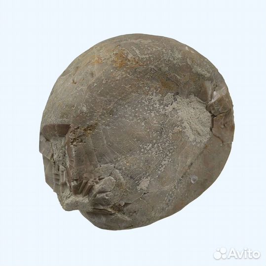 Морской ёж Echinocorys, Дагестан / Окаменелости