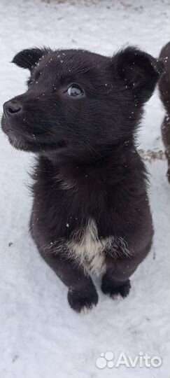 Щенки ищут дом