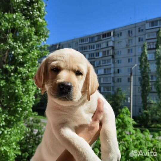 Щенки лабрадора палевые