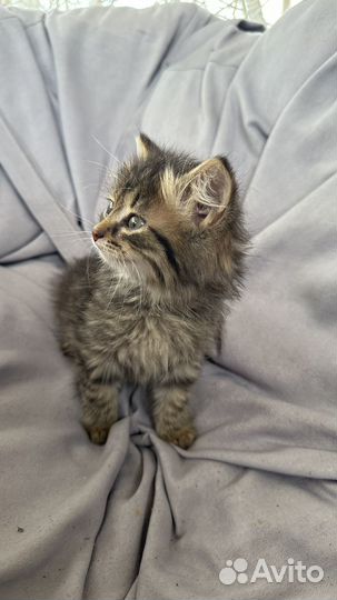 Котенок котята