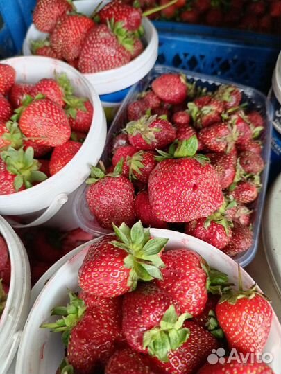 Рассада клубники земляники много сортов