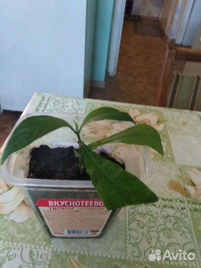 Пахистахис