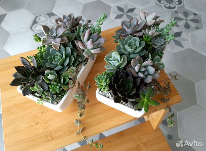 Садики с суккулентами