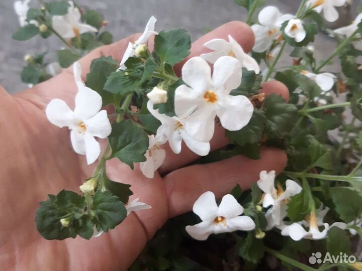 Бакопа вегетативная