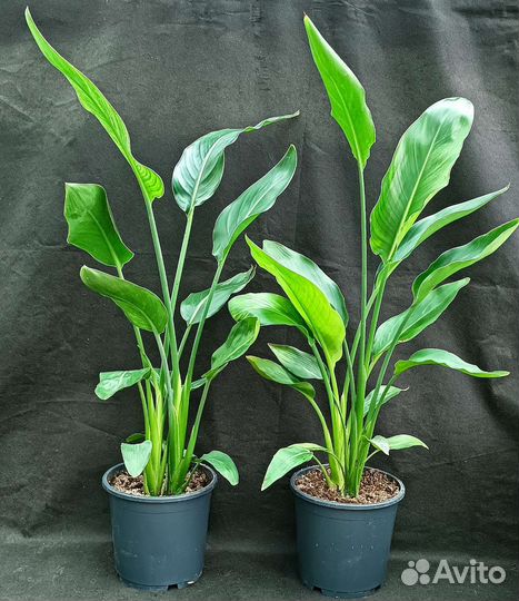 Стрелиция Регина