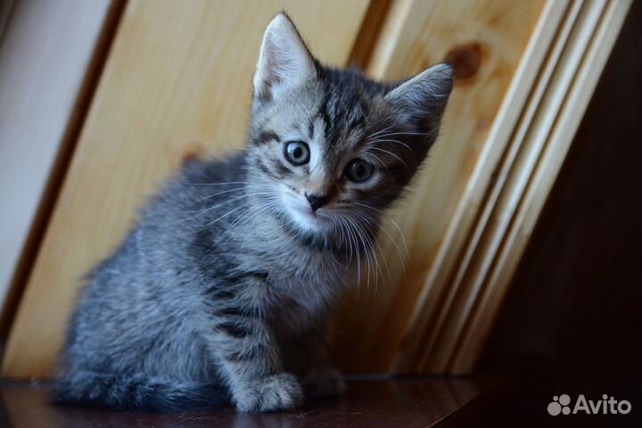 Котята в добрые руки 2 месяца