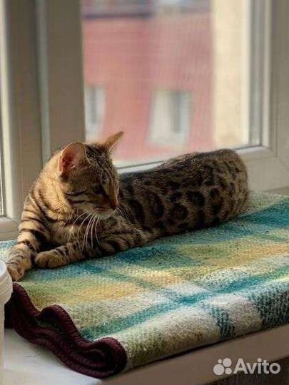 Бенгальская кошка стерелизованная