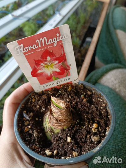 Аморалис и гиппеаструм