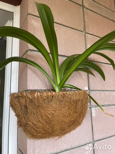 Кашпо для цветов из кокосовой стружки 4 шт