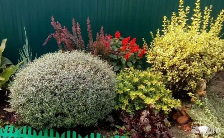 Декоративные кустарники,хвойные