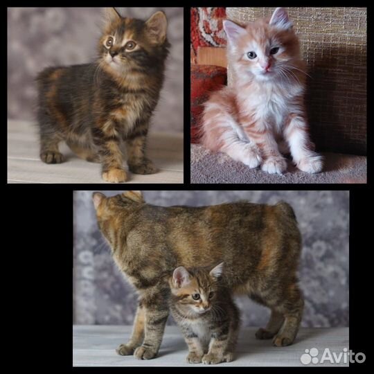 Курильский бобтейл