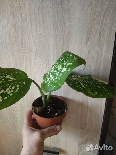 Комнатные цветы