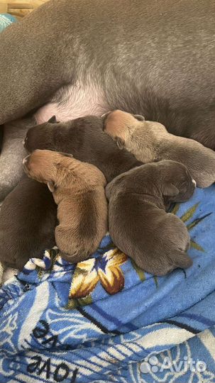 Собаки щенки Американский Булли