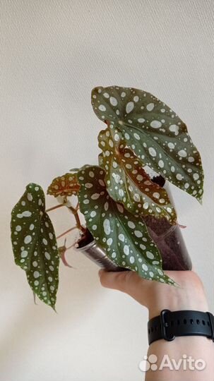 Бегония макулата