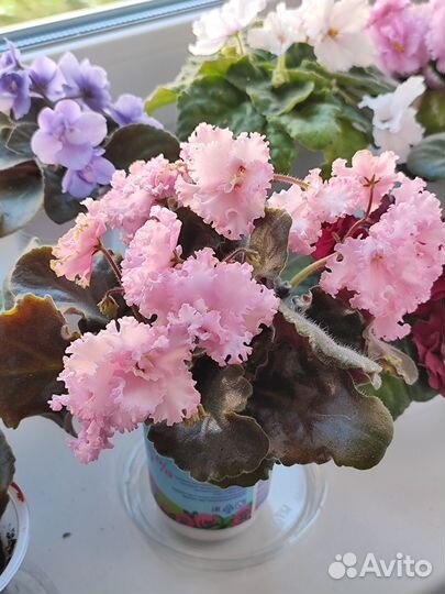 Фиалки, листики и детки