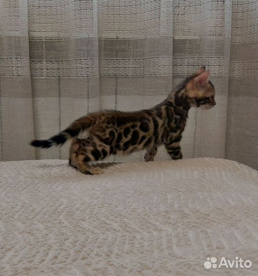 Бенгальская