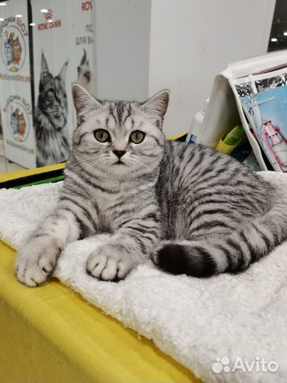 Британский котенок серебристого пятнистого окраса