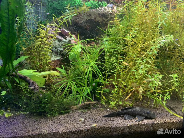 Аквариум
