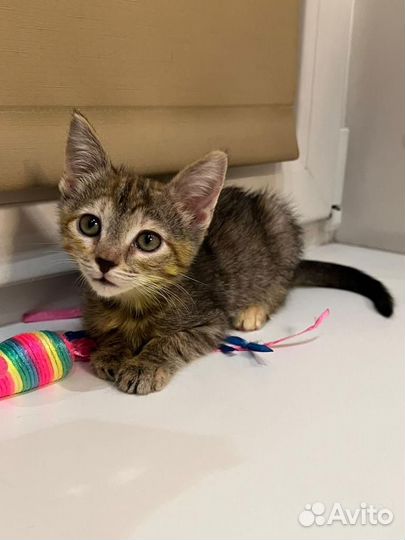 Котенок похожий на мартышку в дар ищет дом