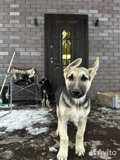 Восточно европейская овчарка свердловская область