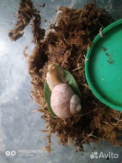 Улитки виноградные