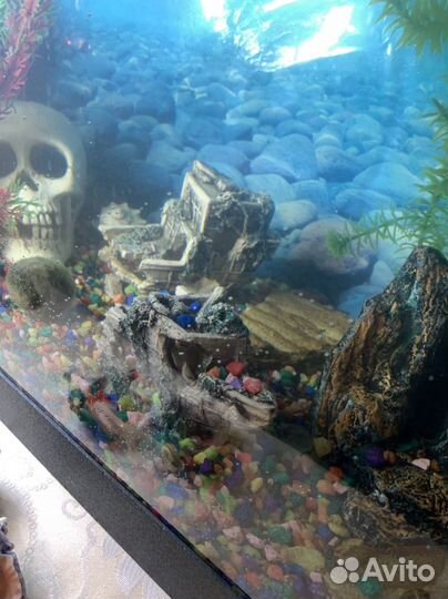 Аквариум со всем содержимым