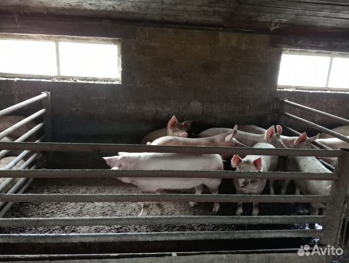 Продам поросят