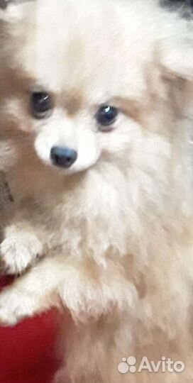 Шпиц щенки есть супер минт