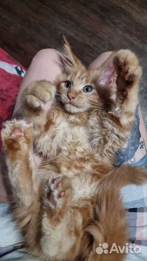 Котята мейн кун